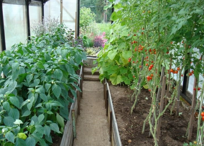 Рациональное соседство: можно ли сажать огурцы и помидоры в одной теплице вместе и как это делать?