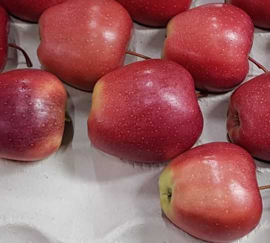 Яблоки - айдаред: описание сорта, свойства плодов и особенности выращивания - общая информация - 2020