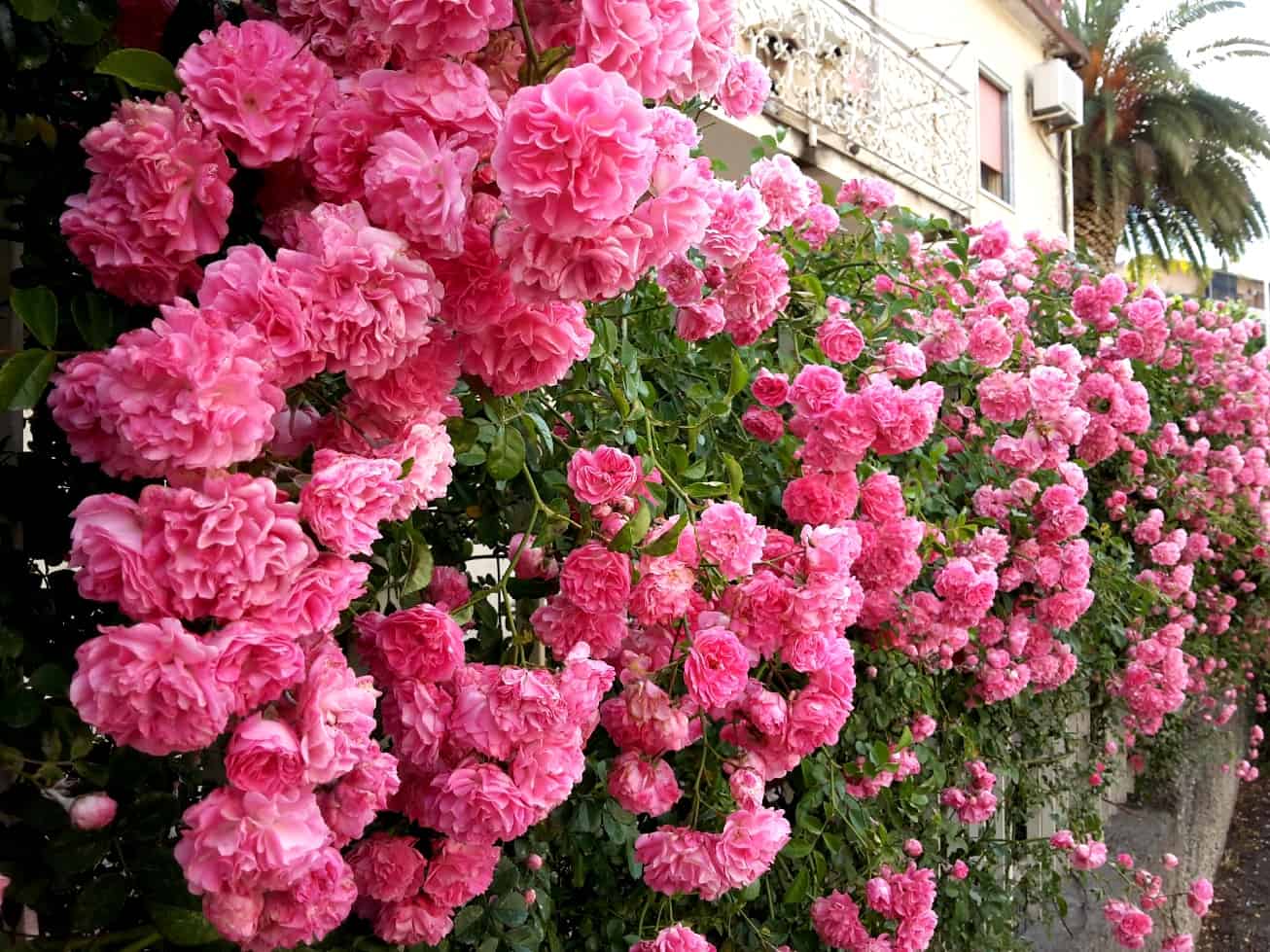 Пионовидные розы — посадка, уход и выращивание в домашних условиях (130 фото)