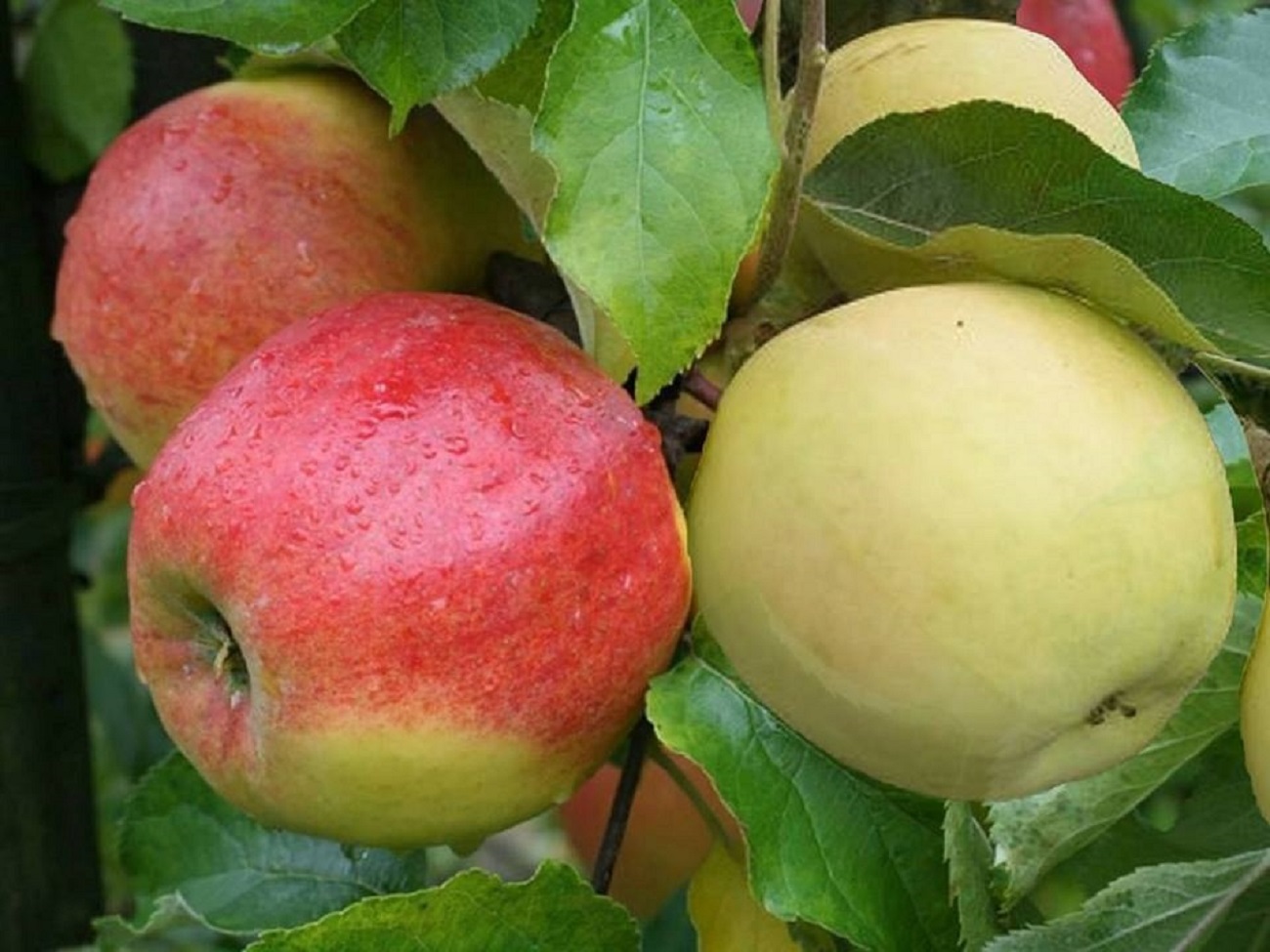 Фото яблони голден. Голден Делишес сорта яблони. Женева Эрли яблоки. Сорт яблок Голден Делишес. Сорт яблок Джонаголд.