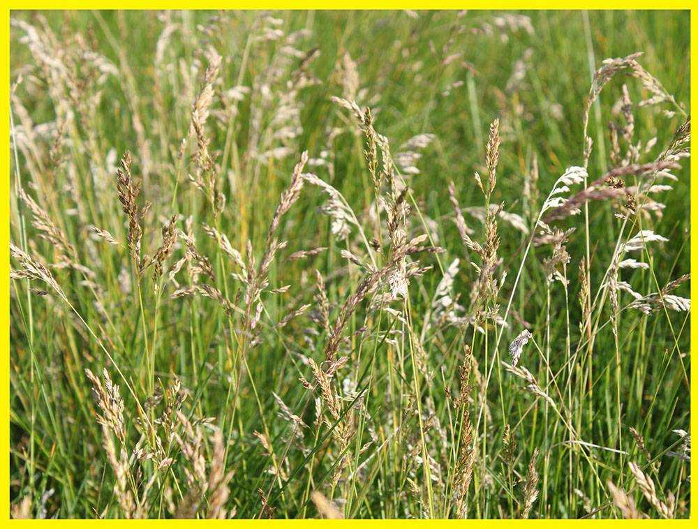 Мятлик луговой фото и описание газон