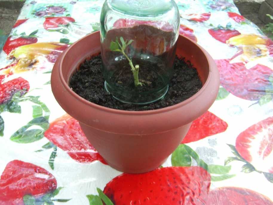 Необычный метод вырастить розу из черенков в домашних условиях в картошке. как посадить и укоренить цветок?