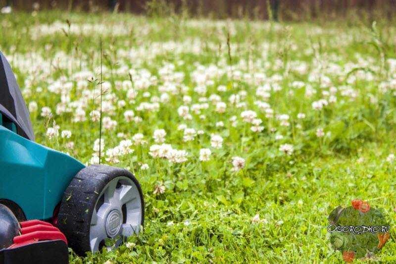 Стрижка газона: как правильно косить траву