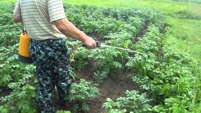 Какие гербициды хорошо помогают увеличить урожай картофеля?