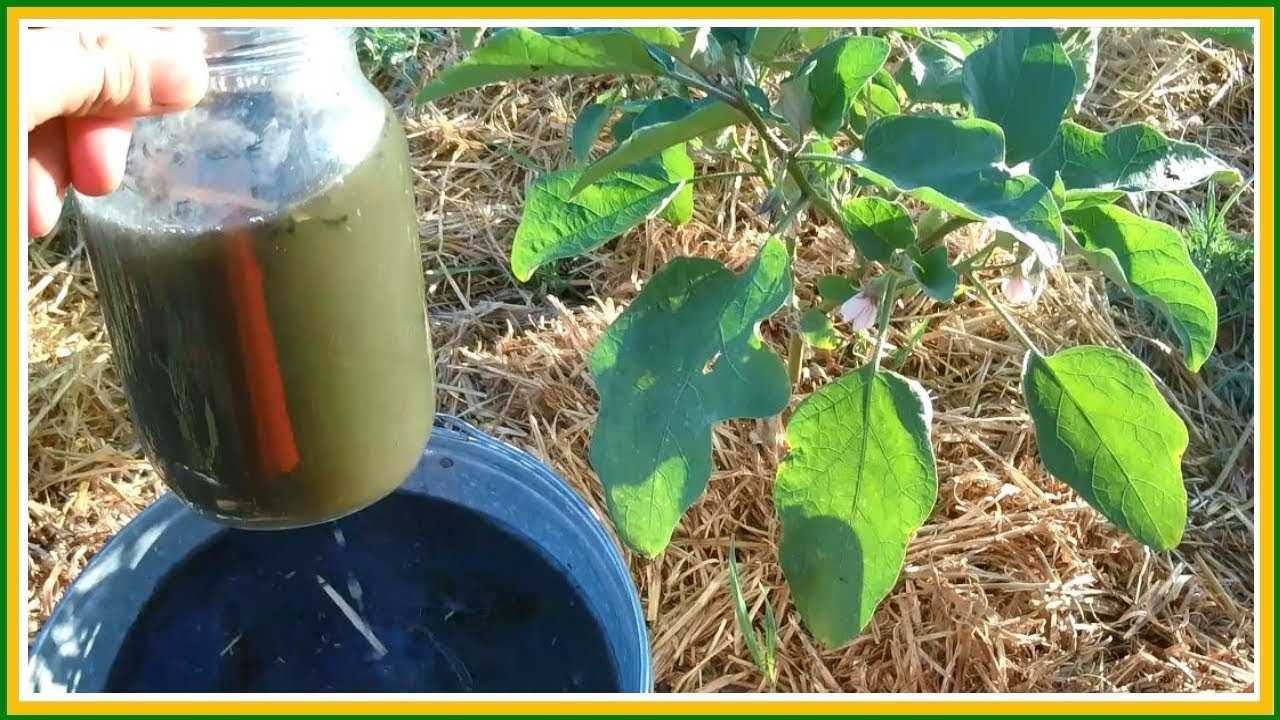 Как правильно поливать рассаду на подоконнике, в теплице и грунте