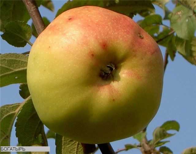 Уникальные характеристики и правила агротехники яблони богатырь