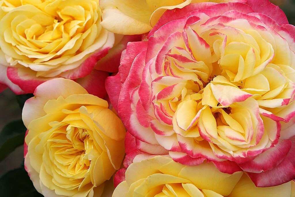 Розы кордеса (56 фото): особенности сорта «юбилей», лучшие зимостойкие сорта для подмосковья, отзывы о французских розах