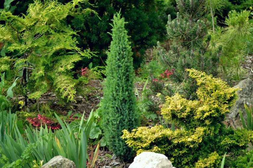 Можжевельник обыкновенный сентинел (juniperus communis sentinel ...