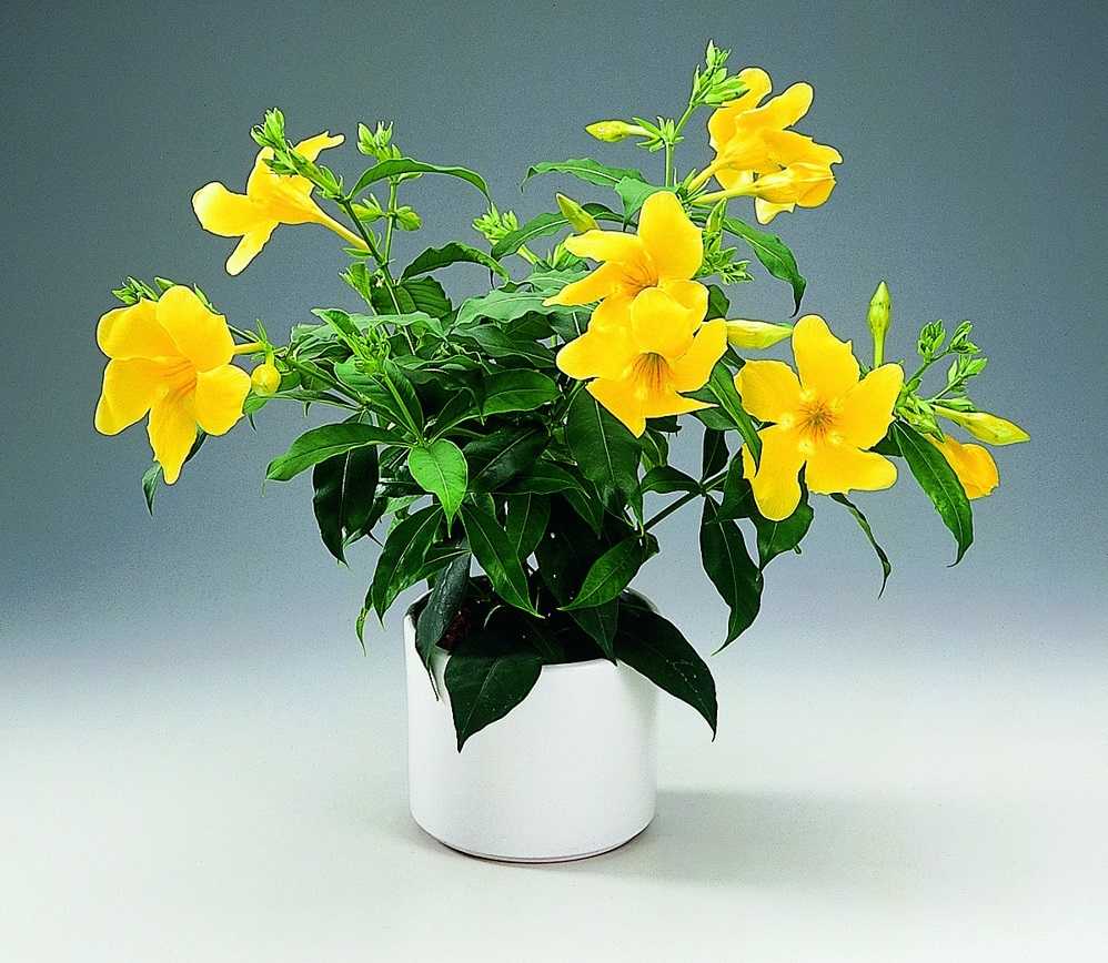 Комнатный цветок цветет желтыми цветами. Алламанда. Алламанда слабительная. Алламанда олеандролистная. Алламанда слабительная (Allamanda cathartica).
