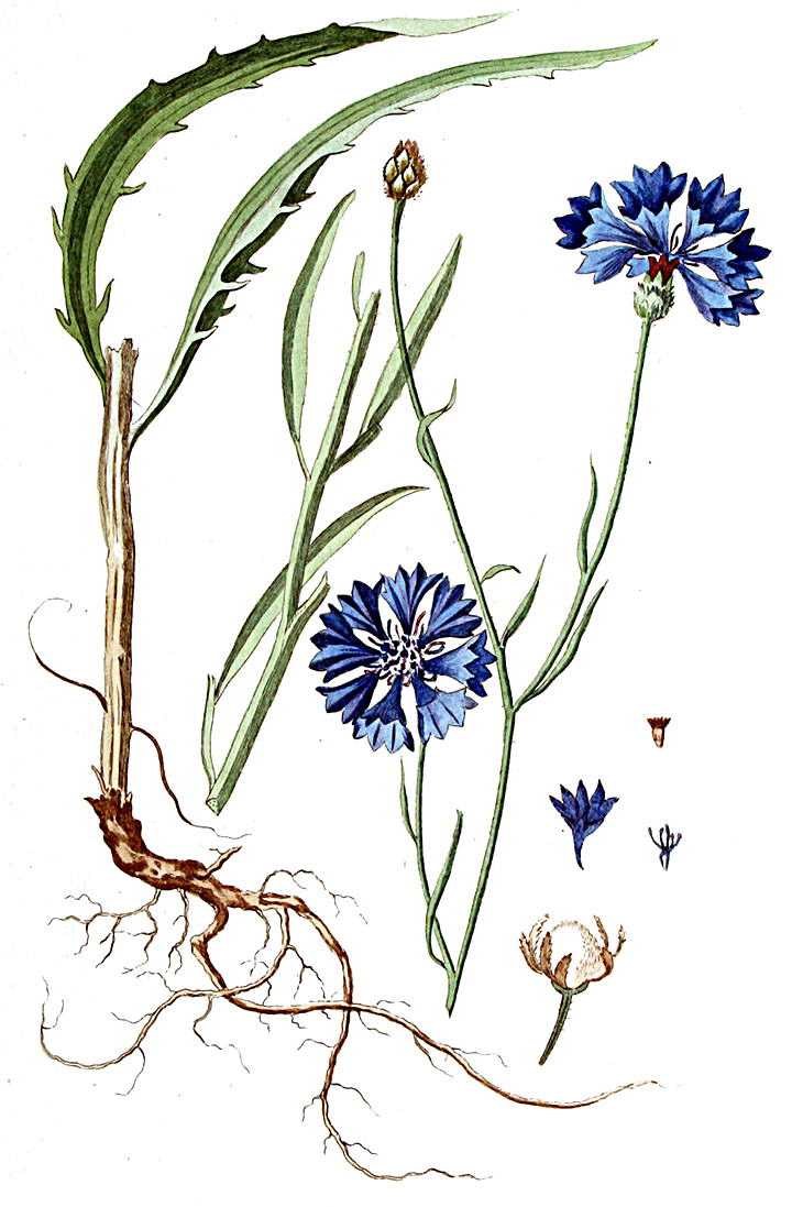 Василек синий - описание лекарственного растения