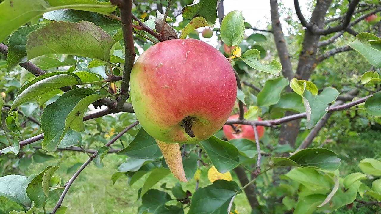 Характеристика и описание яблони «антей»