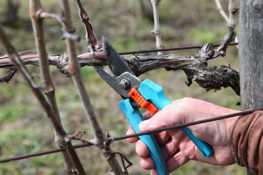 Когда можно обрезать виноград весной