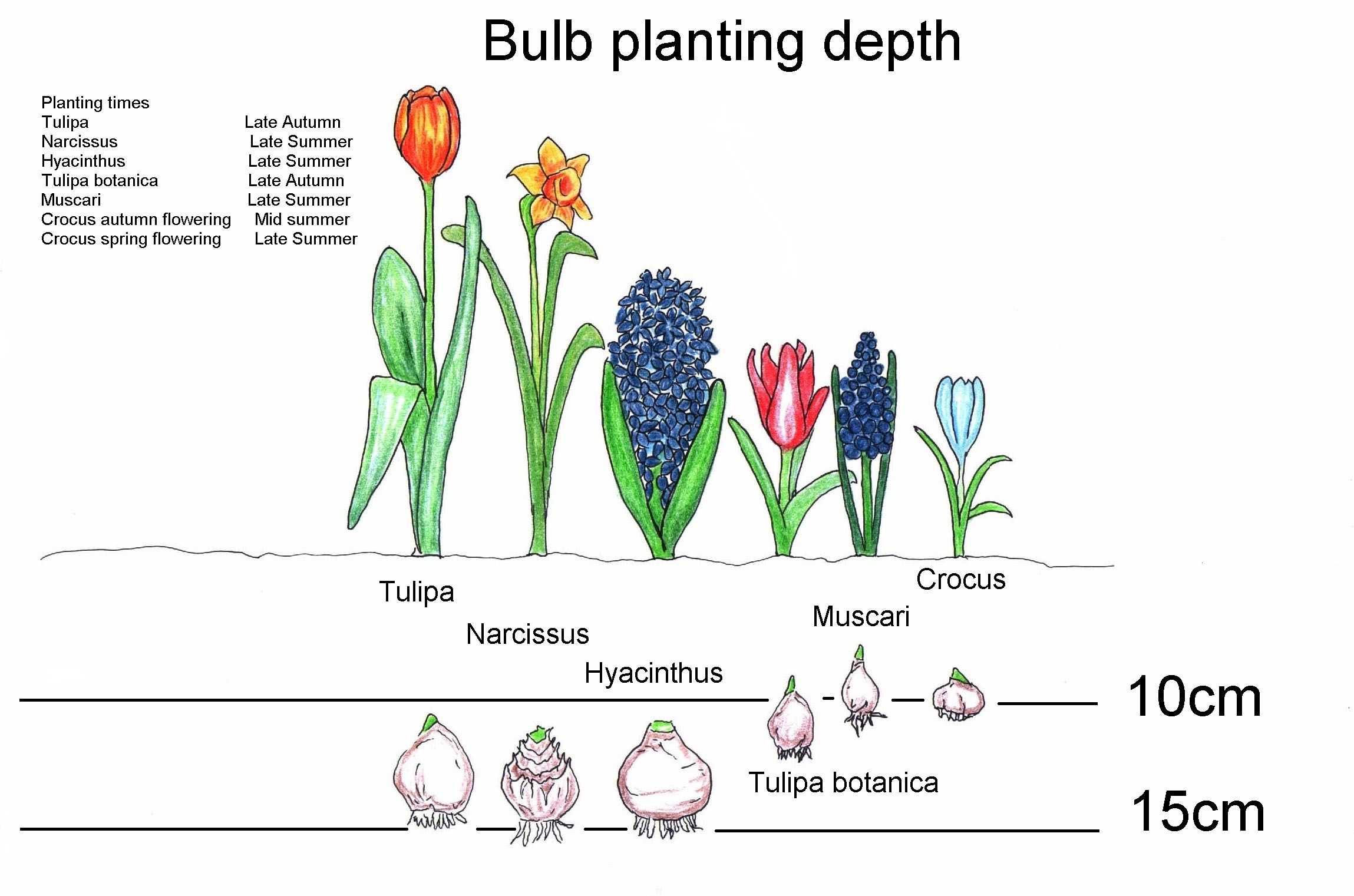 Посадка тюльпанов весной в грунт – как посадить цветы, чтобы они цвели?