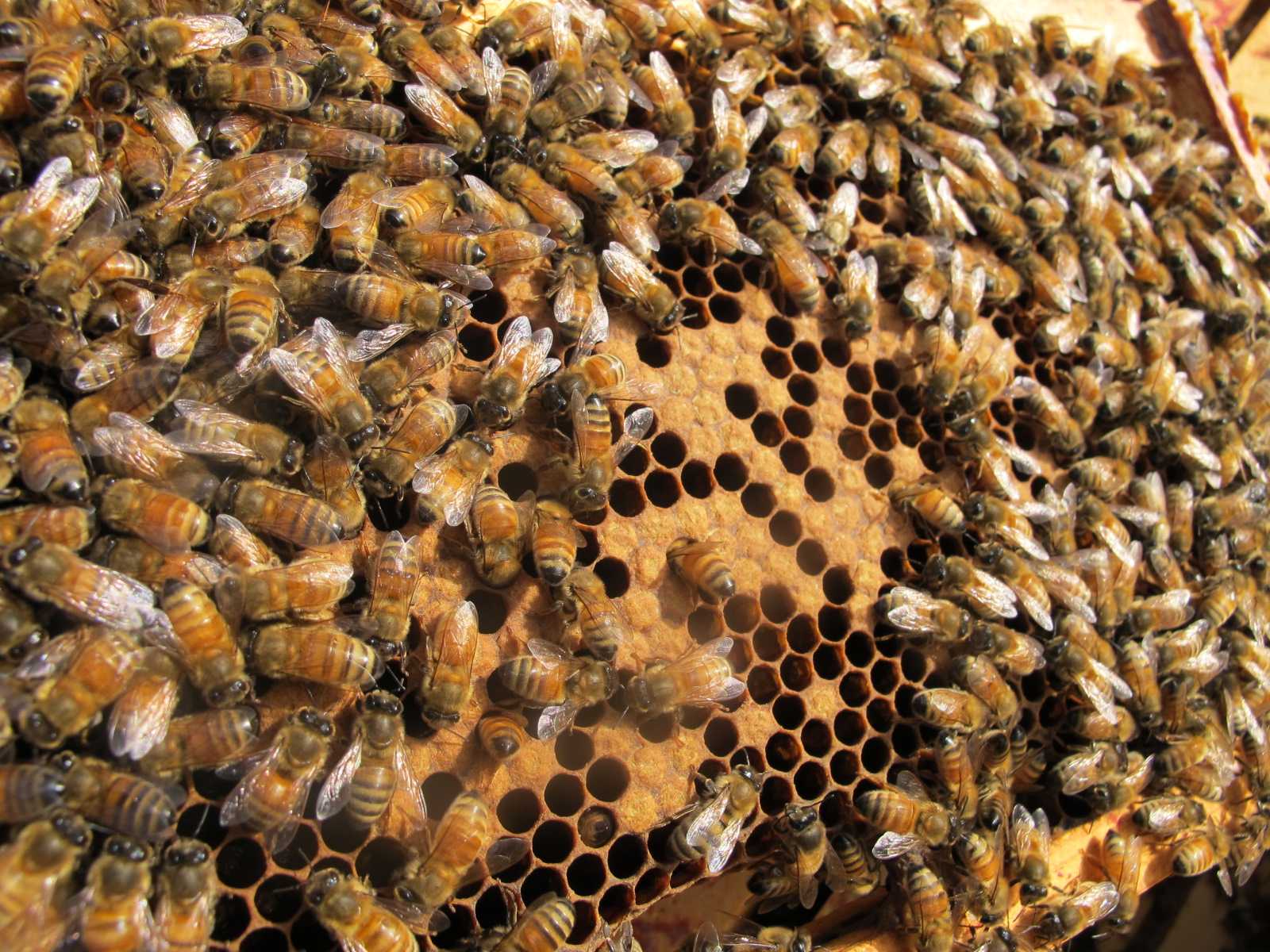 Пчелиная семья. Рой трутней. Пчелиная матка.