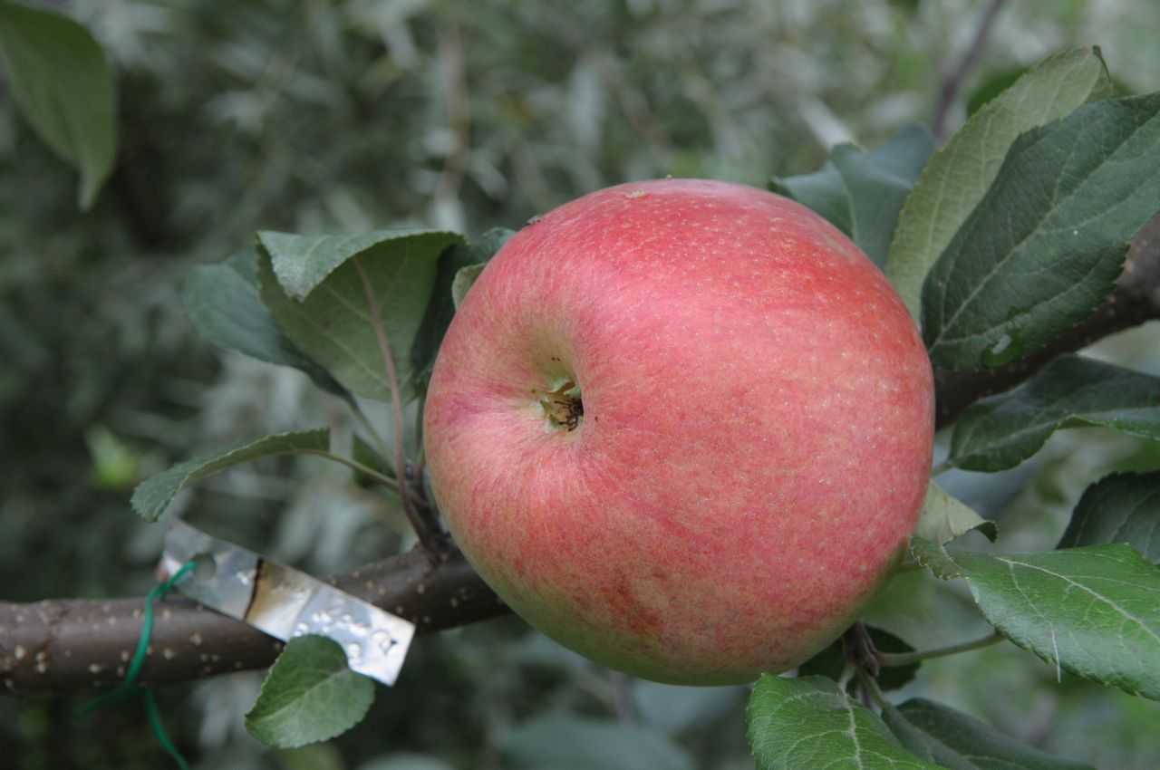 Описание и характеристики сорта яблони хани крисп, особенности выращивания и происхождение