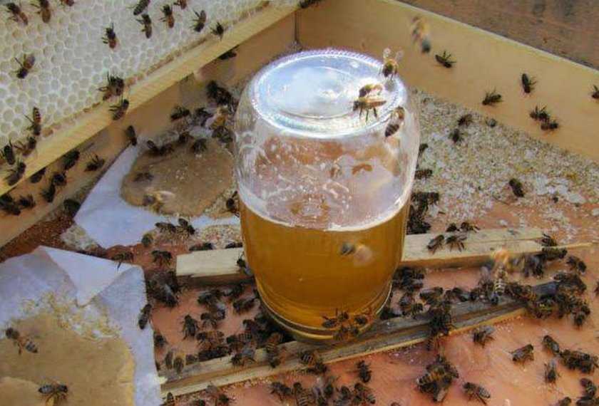 Сироп для пчел: от приготовления до подачи