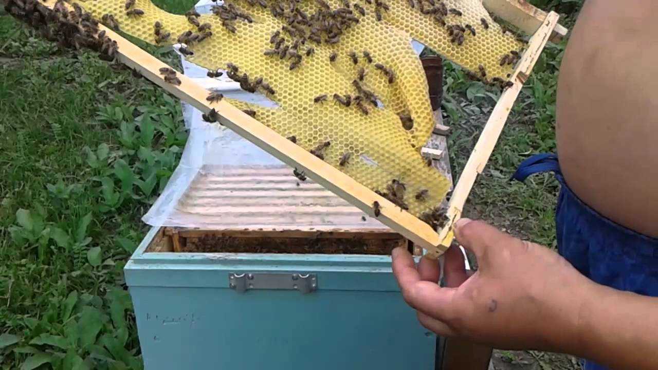 О вощине: что это такое, как заставить пчел тянуть вощину, для чего она нужна