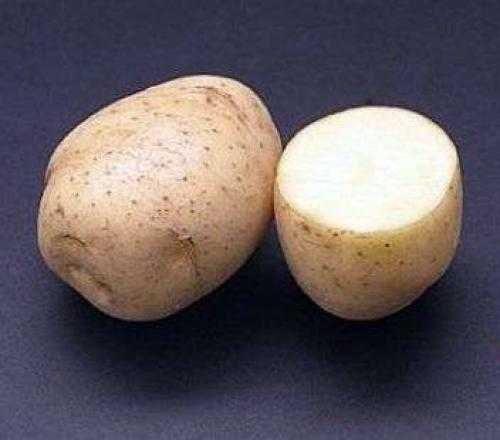 Сорт картофеля «ред леди»: характеристика, описание, урожайность, отзывы и фото