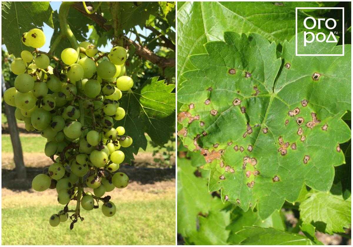 Болезни винограда и их лечение фото винограда
