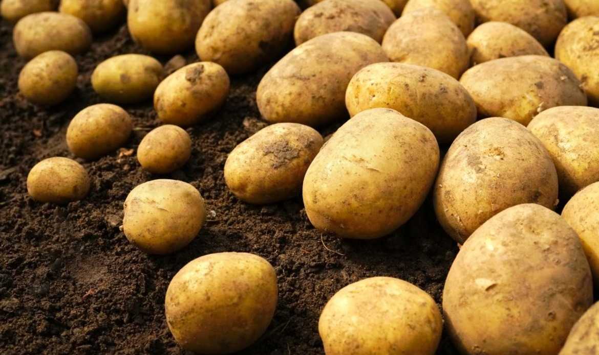 картофель коломбо характеристика сорта урожайность