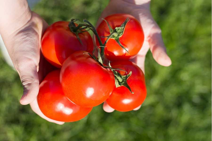 Томат ультраскороспелый: особенности сорта и 3 правила выращивания