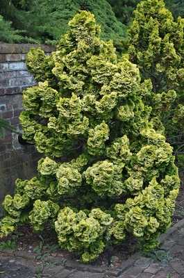 Кипарисовик горохоплодный (chamaecyparis pisifera)