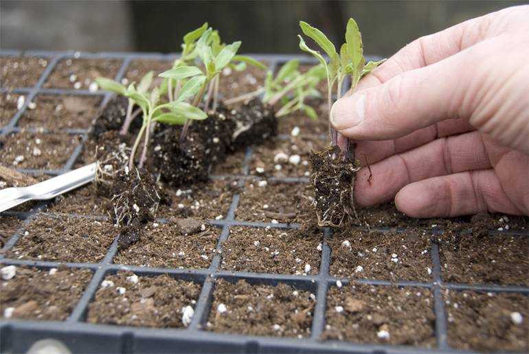 Топ-5 стимуляторов роста для семян томатов. плюсы и минусы использования ускорителей и схема применения растворов