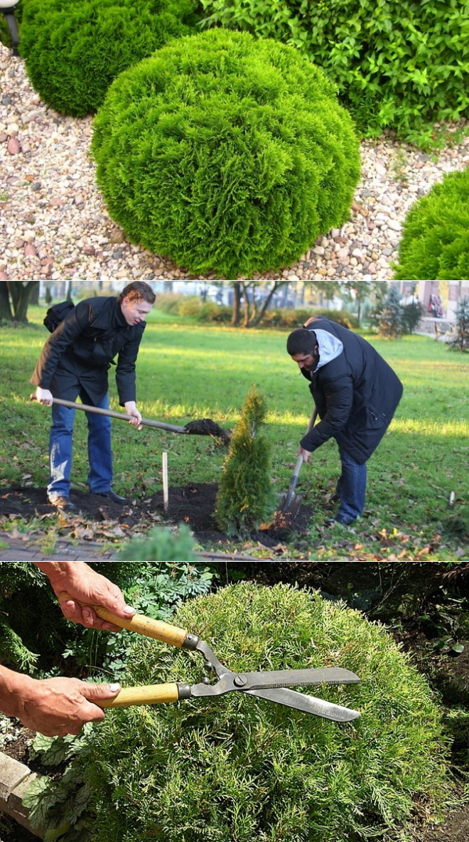 Как правильно поливать деревья и кусты в саду