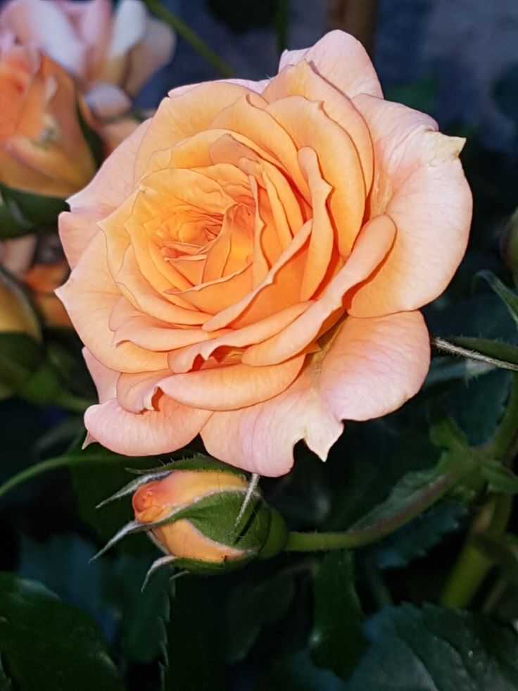 Роза «сантана» (31 фото): описание плетистой розы, посадка и уход за ней. достоинства и недостатки сорта
