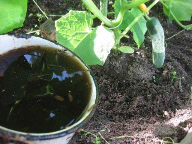Чем подкормить огурцы в грунте, чтобы увеличить урожай в 2 раза