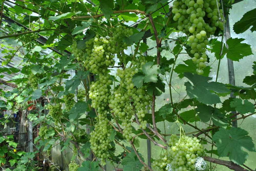 Характеристики мускатного винограда алешенькин — посадка и уход