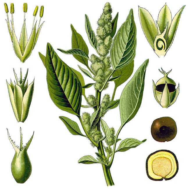 Амарант: полезные свойства и применение листьев и семян в народной медицине