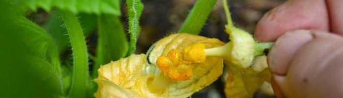 Почему у огурцов желтеют и сохнут листья и что с этим делать?