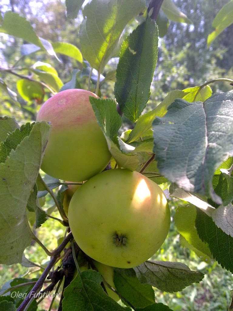 Сорт яблони десертное исаева фото и описание