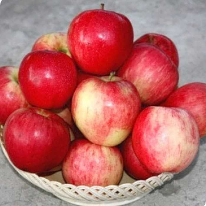 Сорт яблони строевское – описание, фото