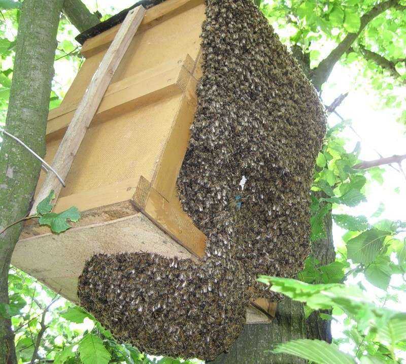 Как поймать дикий пчелиный рой и переселить его в свой улей