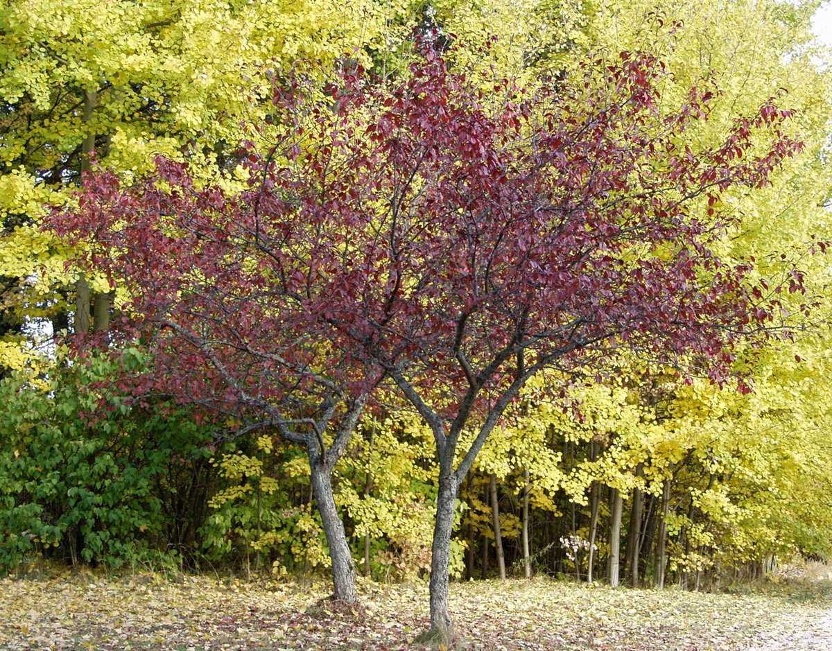 Декоративная яблоня роялти – как правильно ухаживать за растением?