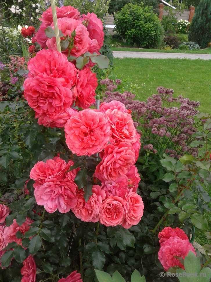 Плетистая роза «клайминг» (25 фото): описание роз «индиголетта», «глория дей», «аполло», «критерион» и «кимоно». отличия клаймберов и рамблерлов