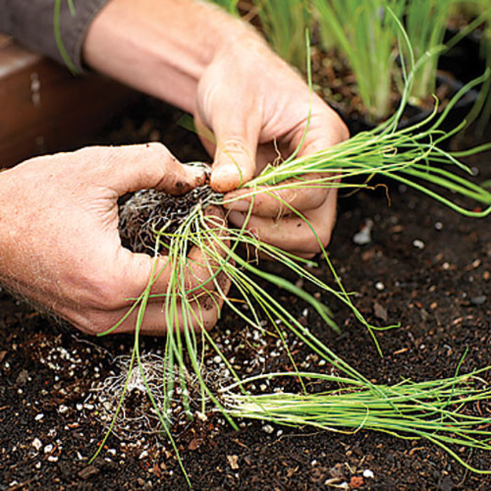 Как вырастить черемшу на даче - статьи - сибирская черемша. луковицы, семена, выращивание