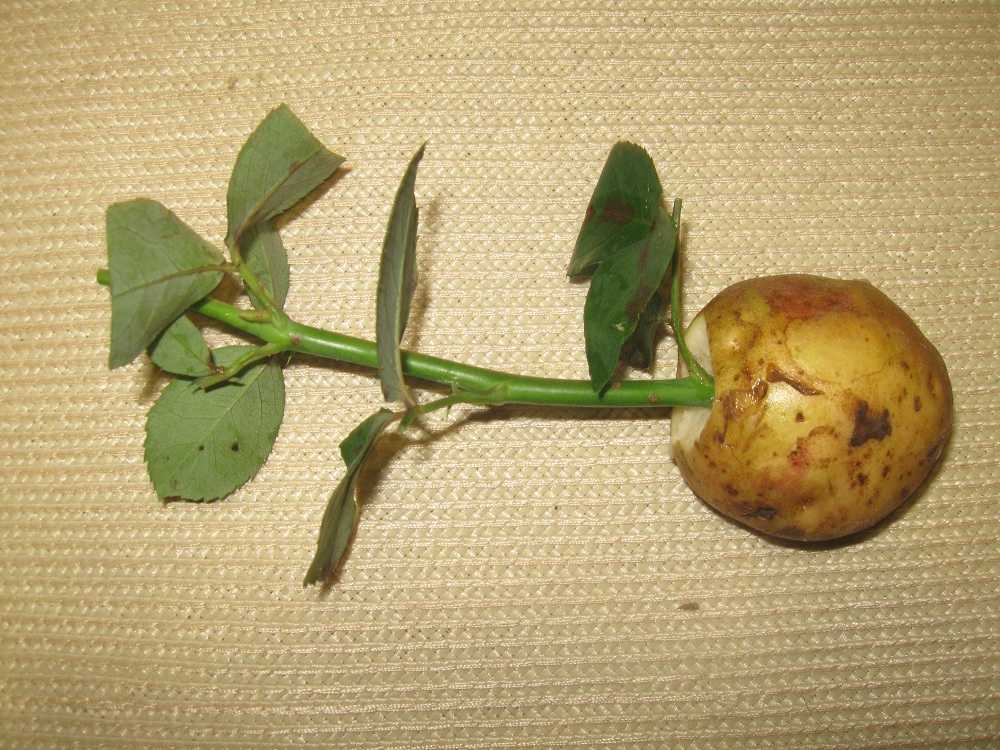 Роза в картошке: как вырастить цветок в условиях дома?