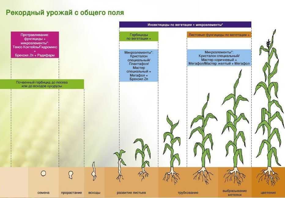 Кукуруза схема посадки в открытый грунт рассады