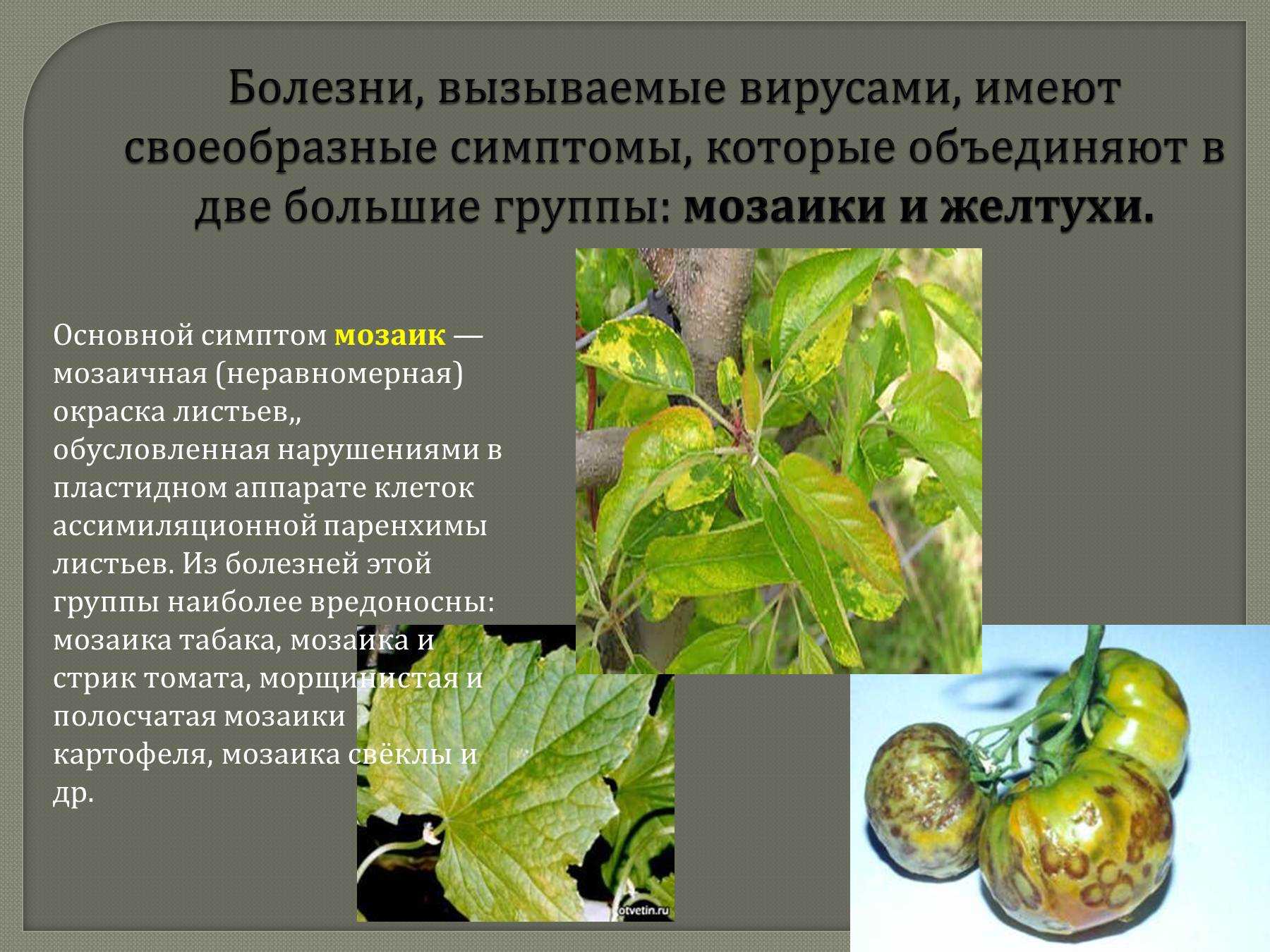 Болезни и вредители декоративных растений