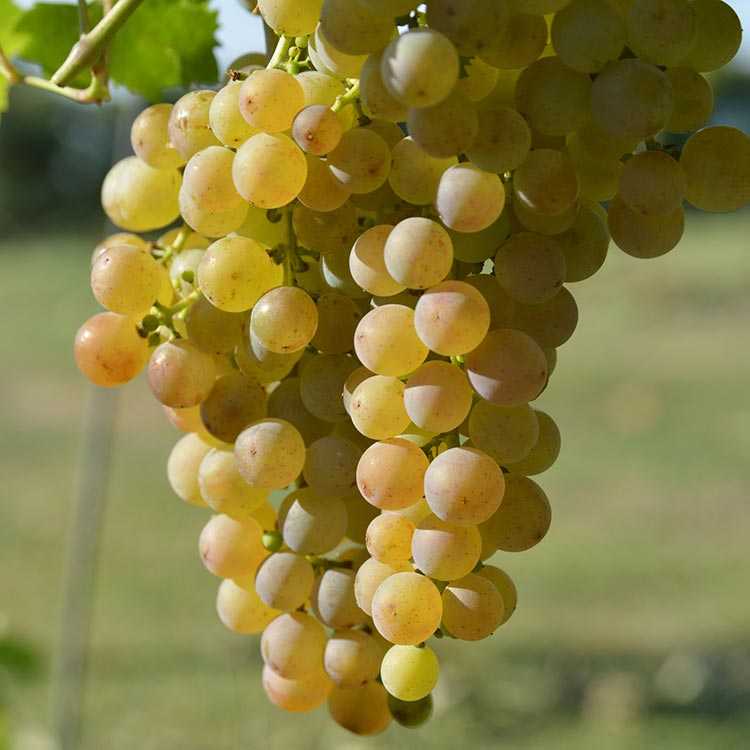 Виноград розмус - описание сорта и его фото, характеристики и особенности выращивания