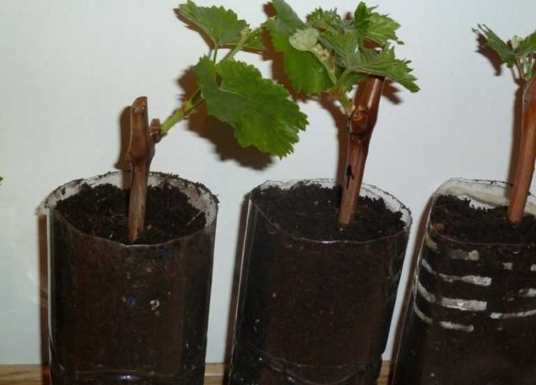 Посадка винограда черенками в домашних условиях - подробная информация!