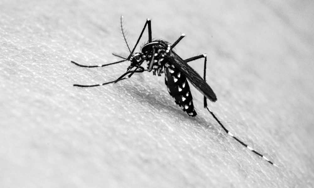 Какой ультразвуковой отпугиватель комаров лучше?