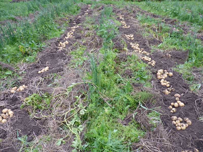 Сидераты для картофеля: какие лучше посадить весной, что сеют после картошки осенью под зиму, можно ли применять рожь и кукурузу для повышения плодородия?