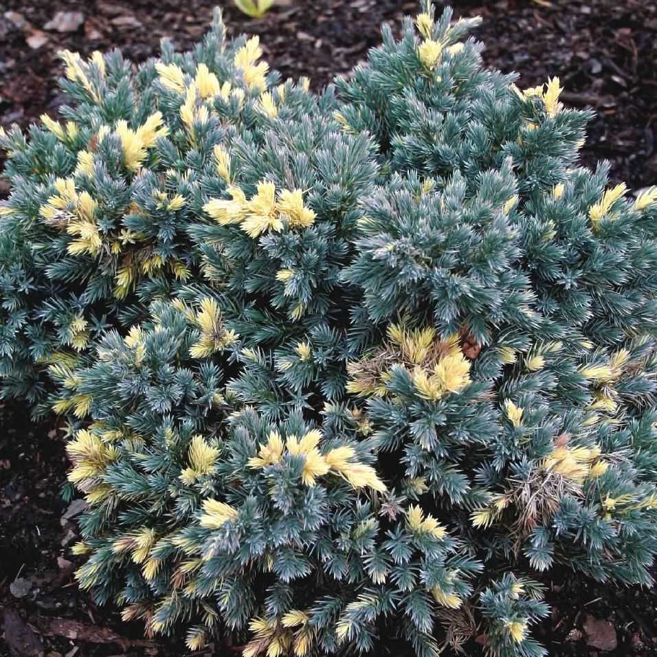 Можжевельник казацкий вариегата (juniperus sabina variegata)