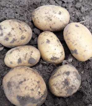 Сорт раннего картофеля «сорокодневка»: характеристика, описание, урожайность, отзывы и фото