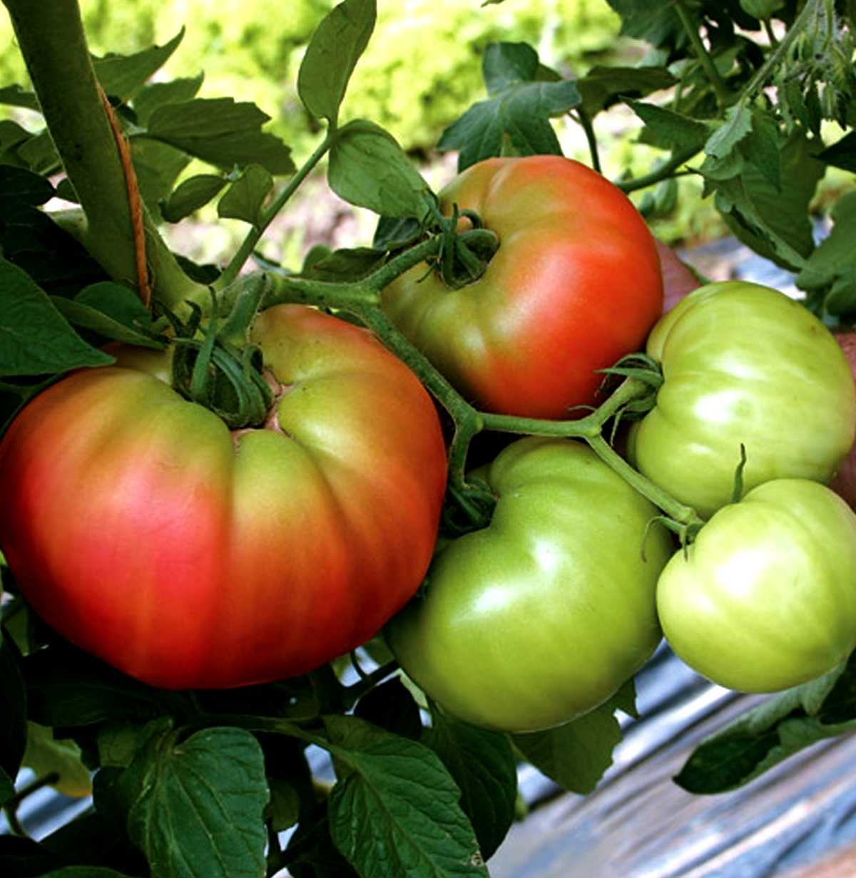 Томат таня характеристика и описание сорта. происхождение сорта помидора «таня ф1»