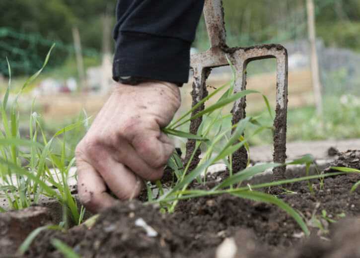 Средства для обработки травы на кладбище: чем полить, чтобы не росла